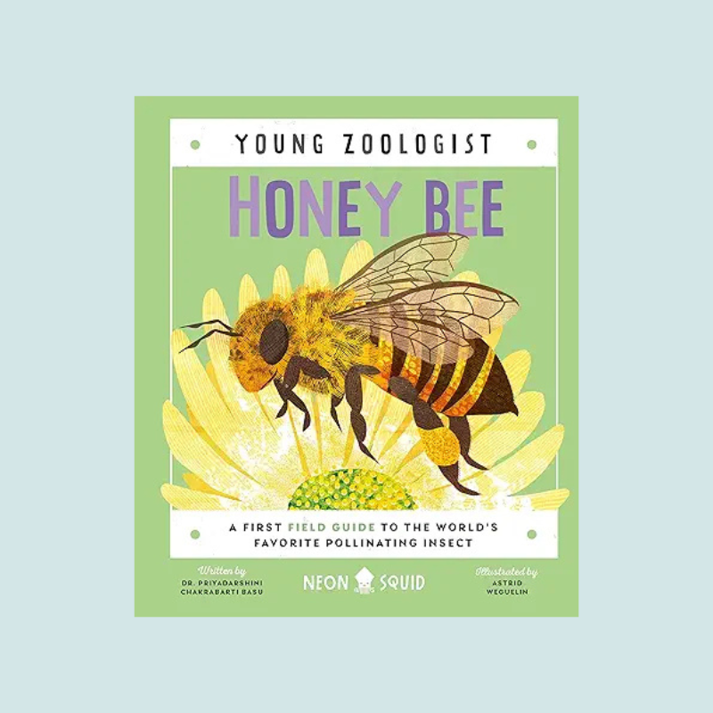 Young Zoologist Honey Bee